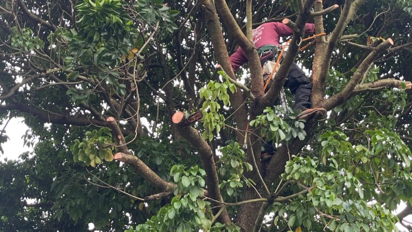 bcj tree trimming