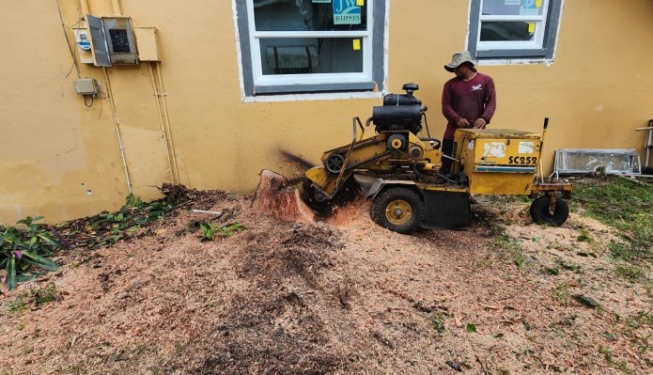 stump grinding